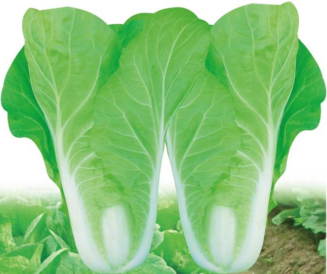 Fushishan Early-maturing Chinese Cabbage——Early-maturing Chinese Cabbage Fushishan Early-maturing Chinese Cabbage——Early-maturing Chinese Cabbage